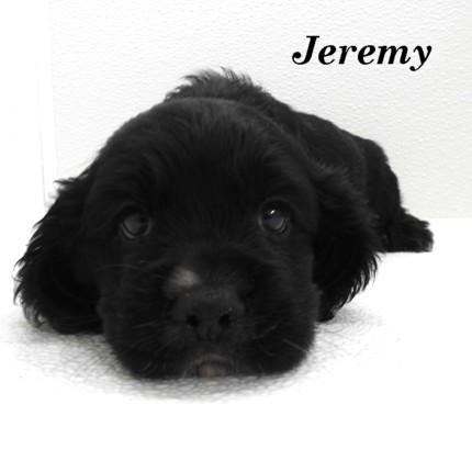 puppy, for, sale, Cocker Spaniel, Joe & Cherri  Overlease, dog, breeder, Miller, MO, dog-breeder, puppy-for-sale, forsale, nearby, find, puppyfind, locator, puppylocator, aca